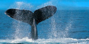 Whale Watching In Cork