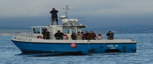 Cork Whale Watching